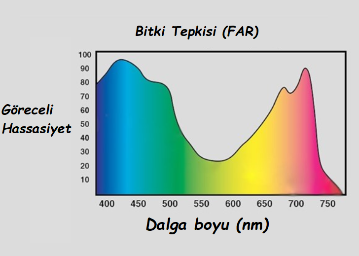 Fotosentezin Temelleri-Konu Anlatımı