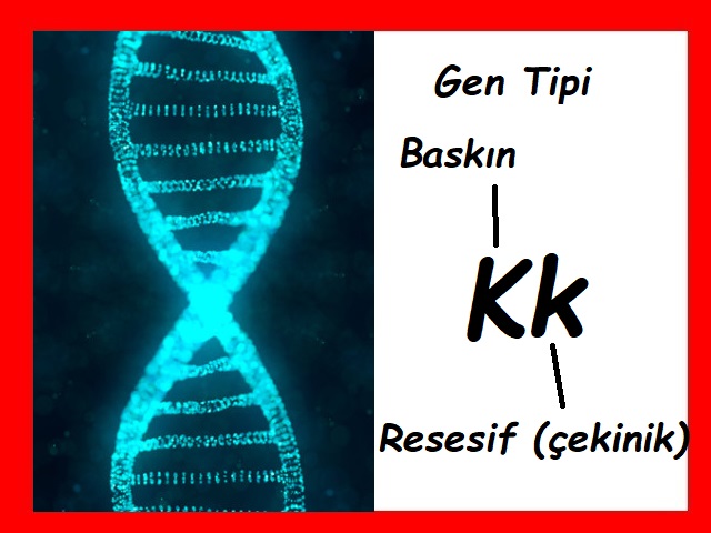Monohibrit Çaprazlama için Punnet Karesi Kullanımı Adım 1 Monohibrit Çaprazlama için Punnet Karesi Kullanımı Adım 1
