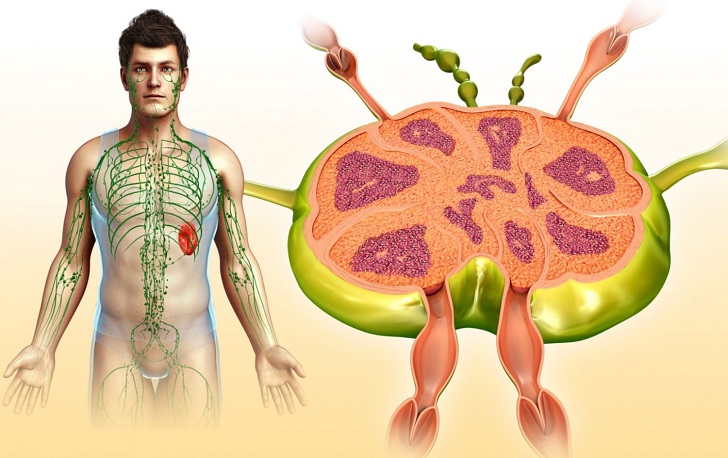 Lenf Düğümlerinin Anatomisi ve İşlevi