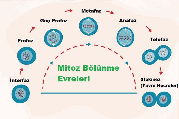 Mitoz Bölünme Aşamaları